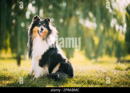 Tricolore Rough Collie, Funny Scottish Collie, Long-Haired Collie, English Collie, Lassie Dog che si posa all'aperto nel parco Foto Stock