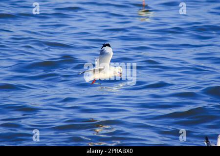 I gabbiani che volano sul mare , vivendo insieme in un grande gruppo è un uccello delle zone umide lungo la costa Foto Stock