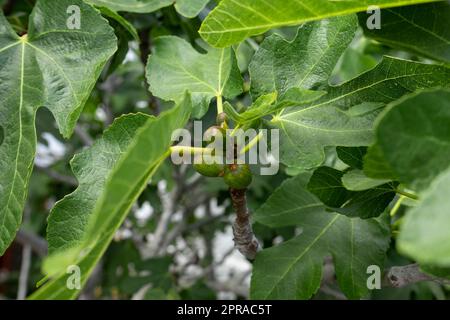 Frutti di fico verde immaturi su un ramo d'albero. Foto Stock