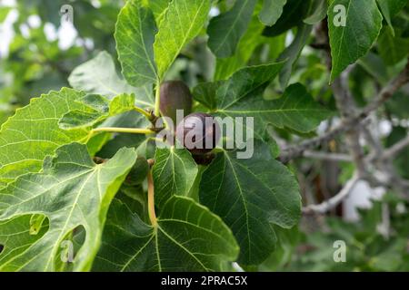 Frutti di fico verde immaturi su un ramo d'albero. Foto Stock