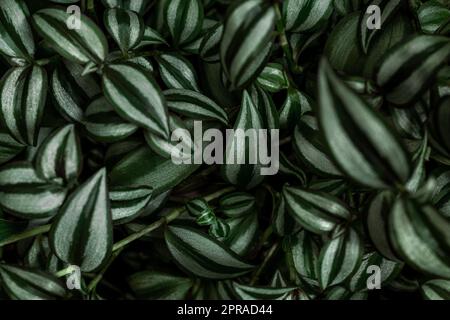 Layout creativo con sfondo vegetale zebrina Tradescantia. Foto Stock