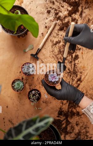 Concetto di giardino domestico. Preparazione delle piante domestiche per il trapianto. Foto Stock