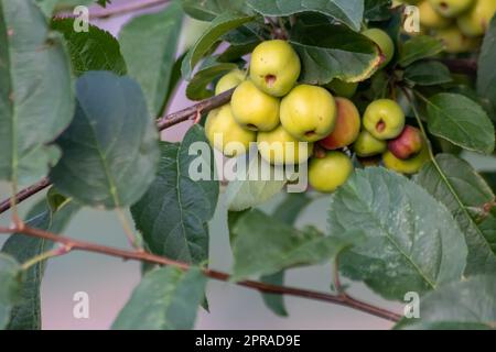 Ciliegio verde non maturo che matura al tramonto in estate in un idillio da giardinaggio biologico con ciliegie verdi con sfondo sfocato e spazio copia per una raccolta sana di cibo che cresce negli alberi coltivati Foto Stock