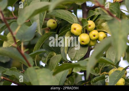 Ciliegio verde non maturo che matura al tramonto in estate in un idillio da giardinaggio biologico con ciliegie verdi con sfondo sfocato e spazio copia per una raccolta sana di cibo che cresce negli alberi coltivati Foto Stock