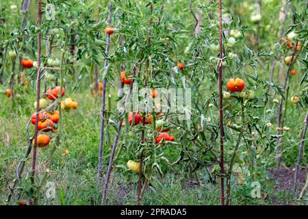 Pomodori ciliegini coltivati a casa e maturati e appesi nell'orto come cibo biologico e verdure biologiche per una nutrizione sana senza pesticidi per vegetariani e vegani coltivati Foto Stock