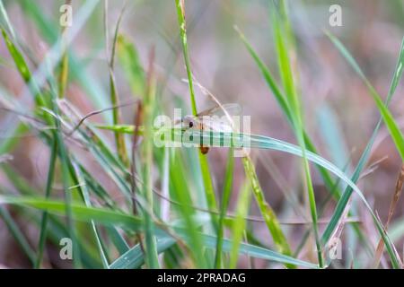 Volo nuziale ANT con formiche volanti come le nuove regine formiche e formiche maschili con ali spremute che si accoppiano come insetto benefico per la riproduzione nella colonia di nidi formicaria della nuova società di insetti Foto Stock