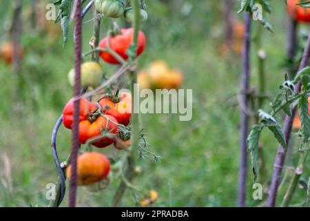 Pomodori ciliegini coltivati a casa e maturati e appesi nell'orto come cibo biologico e verdure biologiche per una nutrizione sana senza pesticidi per vegetariani e vegani coltivati Foto Stock