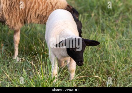 Piccolo agnello con testa nera e attenta pecora madre che si prende cura delle pecore al pascolo in agricoltura biologica con mandrie di pecore rilassate in erba verde come gestione agricola in campagna idilliaca Foto Stock