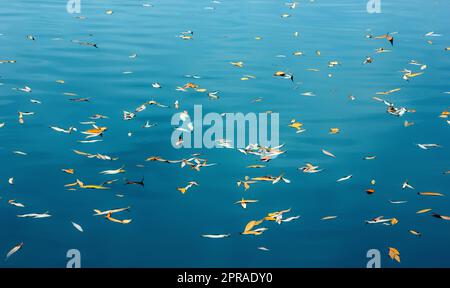 Piccole foglie d'autunno gialle galleggiano sulla superficie del lago Foto Stock