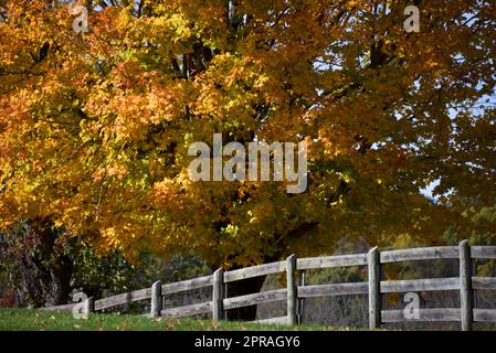 Rustica recinzione in legno corre in salita e fronteggia un brillante albero giallo e arancione riempito di colore Autunno. Foto Stock