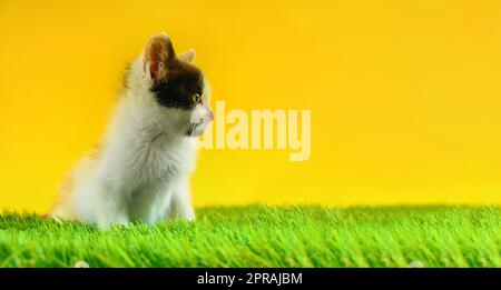 Giovane gatto colorato gioca in un campo verde Foto Stock