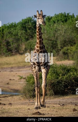 Giraffa meridionale maschile cammina direttamente verso la macchina fotografica Foto Stock