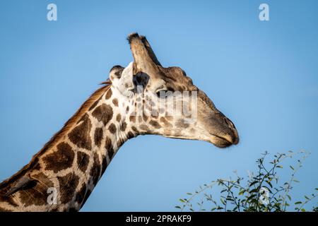 Primo piano della giraffa meridionale con picchio rosso Foto Stock