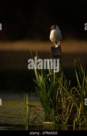 Gabbiano a testa nera sul posto in canne di fiume Foto Stock