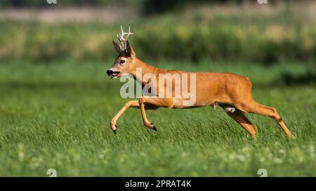 Capriolo che corre su campo di fiori in estate natura Foto Stock