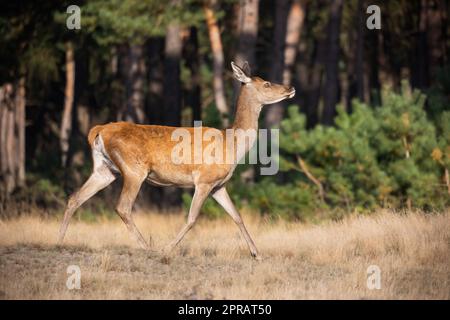 Cauti cervi rossi camminano nel parco nazionale dei Paesi Bassi Foto Stock