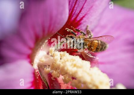 Ape miele che succhia nettare in Hibiscus fiore primo piano. Foto Stock