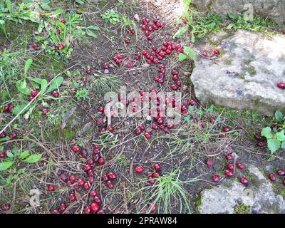 Ciliegie corniliane mature cadute dall'albero al suolo Foto Stock