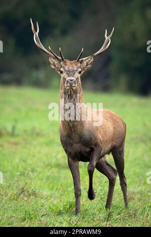 Giovane cervo rosso che si avvicina dalla vista frontale su un prato con erba verde Foto Stock