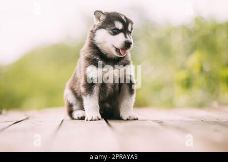 Cucciolo Husky di quattro settimane di colore bianco-grigio-nero seduto su pavimento in legno E mostrare la lingua Foto Stock