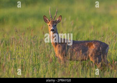 Roe Deer (Capreolus capreolus) maschio in primavera Foto Stock