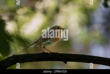 robin europeo (erithacus rubecula) con preda Foto Stock