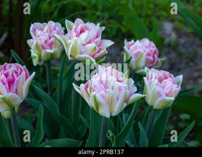 Tulipani Foxtrot fiorito in primavera. Tulipano rosa delicato con foglie verdi. Doppio tulipano rosa, fiorente nel giardino primaverile. Sfondo luminoso floreale Foto Stock