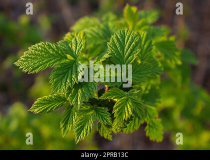 Primo piano di giovani foglie di lampone verde. Foglia di lampone verde coltivata in giardino primaverile. Sfondo naturale astratto. Foto Stock