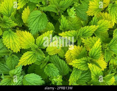 Fuoco selettivo delle foglie verdi e gialle di Urtica dioica (nota come ortica comune). L'ortica pungente è una pianta erbacea perenne fioritura nel Foto Stock