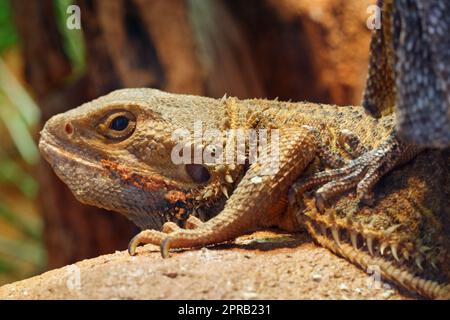 Pogona vitticeps Foto Stock