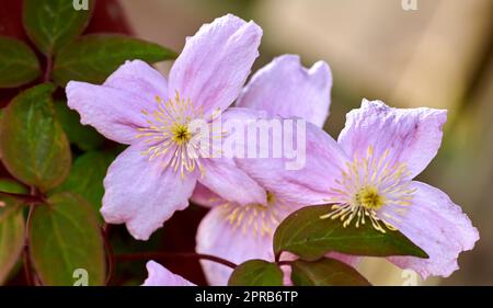 Bellissimi fiori dal mio giardino. Una serie di belle foto del giardino. Foto Stock