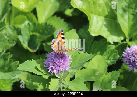 peacock butterfly su una fioritura di erba cipollina Foto Stock