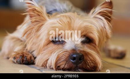 Forse sono carino, ma Ive ha preso il mio occhio su di voi. Uno Yorkshire Terrier che si trova al coperto durante il giorno. Foto Stock