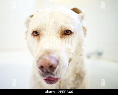 La mamma dice il suo bel signor, un cane adorabile che ha un bagno a casa. Foto Stock