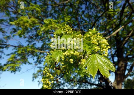 Spitz- Ahorn (Acer platanoides) Blüten und junge Blätter, Nordrhein-Westfalen, Deutschland, Weilerswist Foto Stock