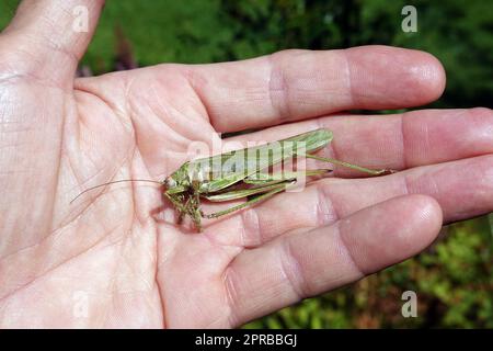 Totes Grünes Heupferd (Tettigonia viridissima) Foto Stock