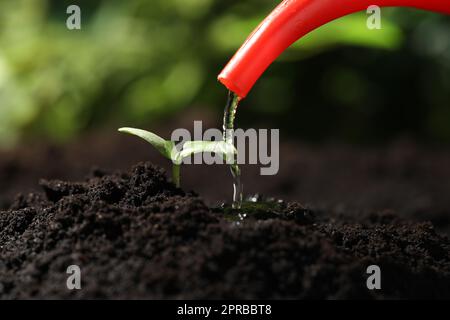 Annaffiatura giovane piantina in terreno fertile, primo piano Foto Stock