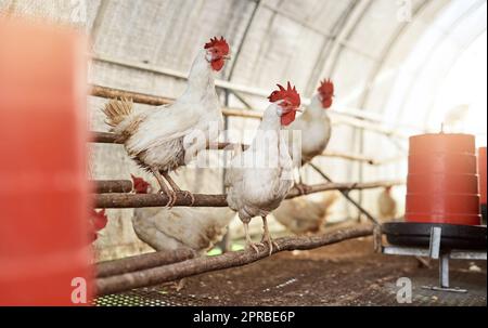 Madre Natures molto prima sveglia. Polli in una casa gallina in una fattoria. Foto Stock