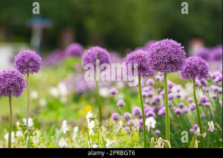 Splendidi fiori di cipolla giganti su sfondo sfocato, primo piano Foto Stock