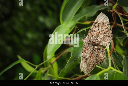 Alcis repandata moth sulle foglie all'aperto, primo piano. Spazio per il testo Foto Stock