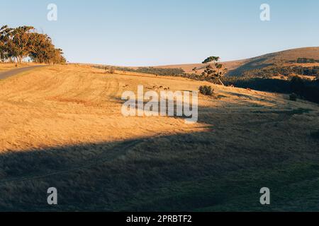 Campo del contadino al tramonto con le mucche. Pascolo di una piccola fattoria dove le mucche pascolano nel loro ambiente naturale. Foto Stock
