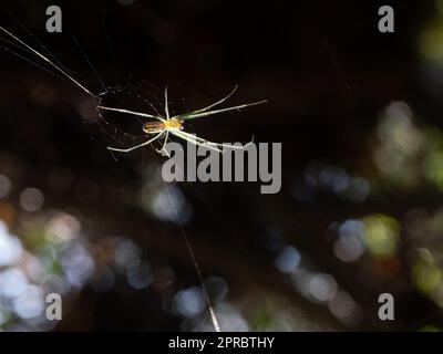 Ragnatela di orchard ricurvi vicino al centro del suo ragnatela. Fotografato con una profondità di campo bassa. Foto Stock