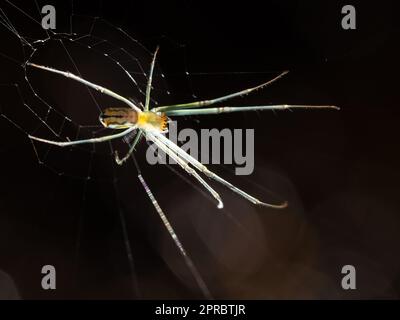 Primo piano di un ragno di tessitore di orchard retroilluminato seduto vicino al centro del suo ragnatela. Fotografato con una profondità di campo bassa. Foto Stock