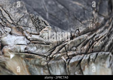 Primo piano del legno tagliato Foto Stock