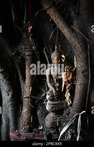 Una piccola statua di Buddha si trova sul tronco di un vecchio albero a Bangkok, Thailandia. Foto Stock