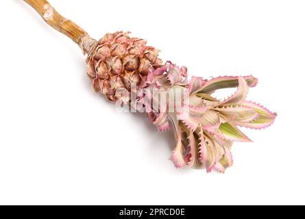 Ananas decorativo su sfondo bianco, primo piano Foto Stock