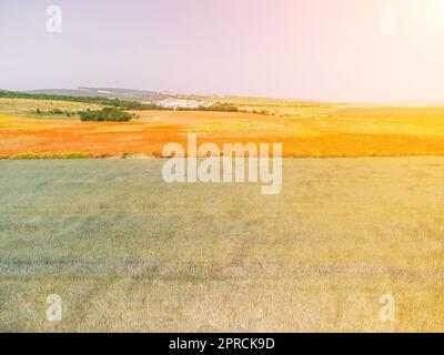 Campo di papaveri rossi vicino al campo di grano verde. Vista aerea. Bella campo scarlatto fiori papaveri con fuoco selettivo. Papaveri rossi in luce soffusa Foto Stock