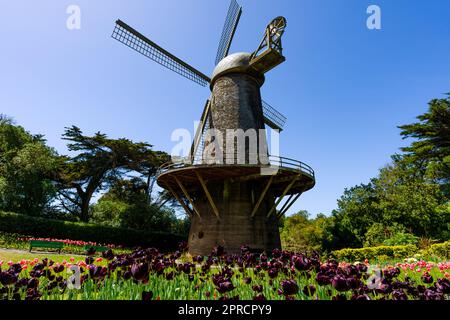 Tulipani del mulino a vento olandese nel Golden Gate Park San Francisco Sunny Day Foto Stock