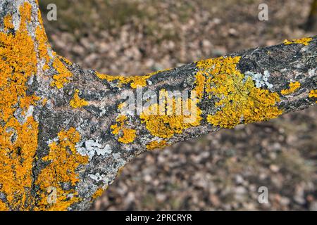 Xanthoria parietina lichen su asino albero corteccia Foto Stock