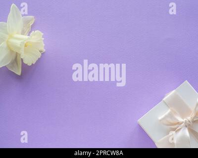 Daffodils fiore e scatola regalo su sfondo lilla con spazio copia. Biglietto di auguri per la Giornata della donna e della mamma. Posiziona per testo e narcoschi sul dorso viola Foto Stock